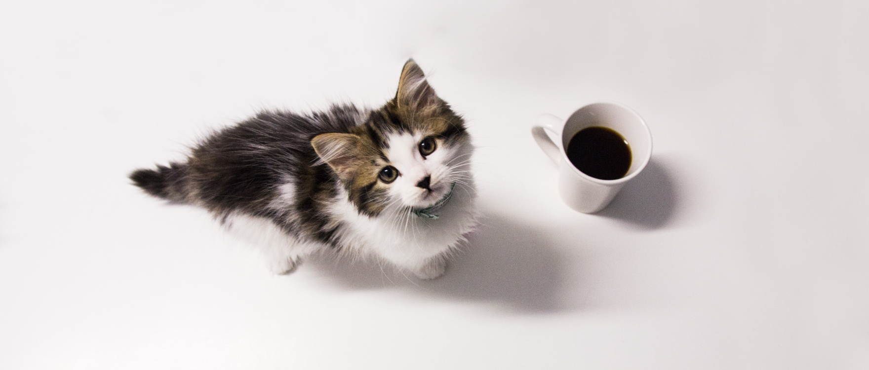 Workplace Giving Banner Image Kitten Looking up into Camera next to a coffee cup on an office desk