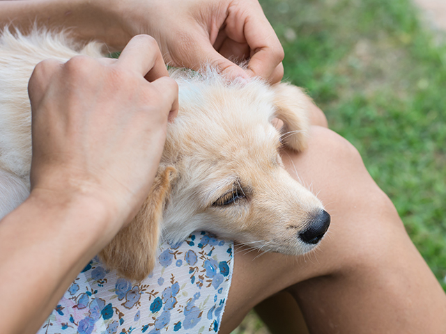 head of small blonde pup in lap of owner, hands combing through hair looking for ticks 