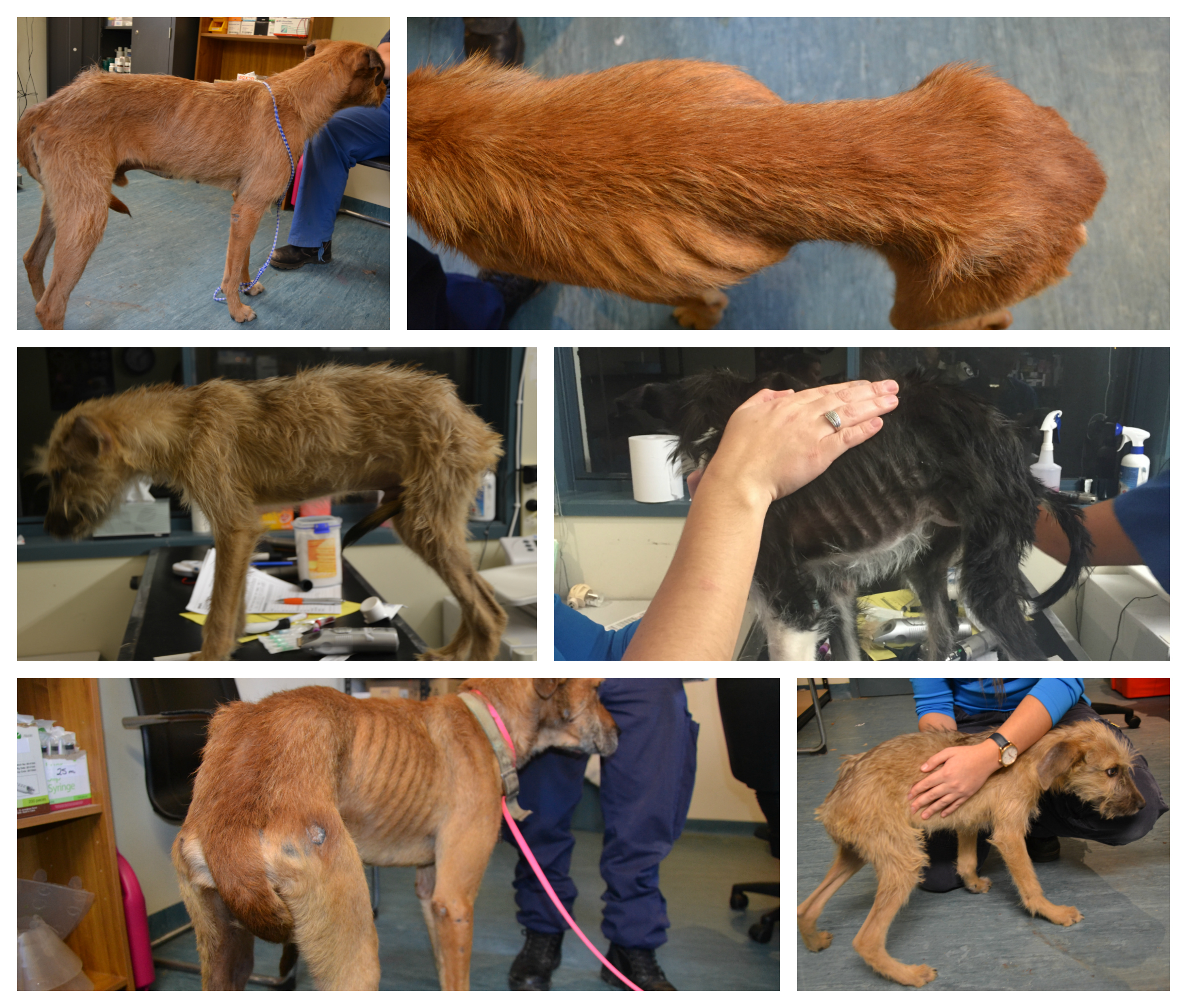 All dogs seized were significantly malnourished
