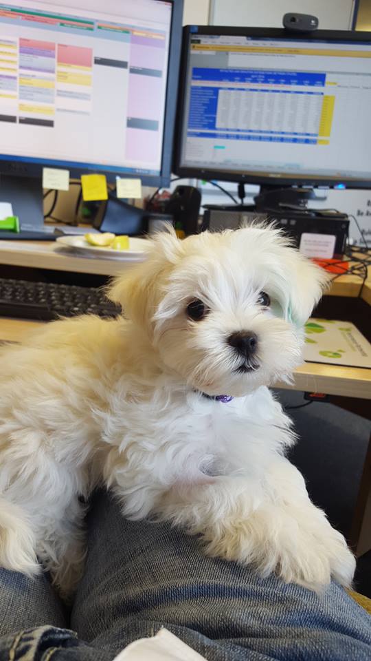 Read our tips for when you bring your dog to work