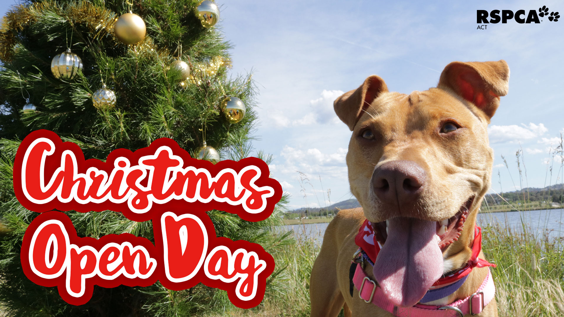 RSPCA ACT Christmas Open Day!