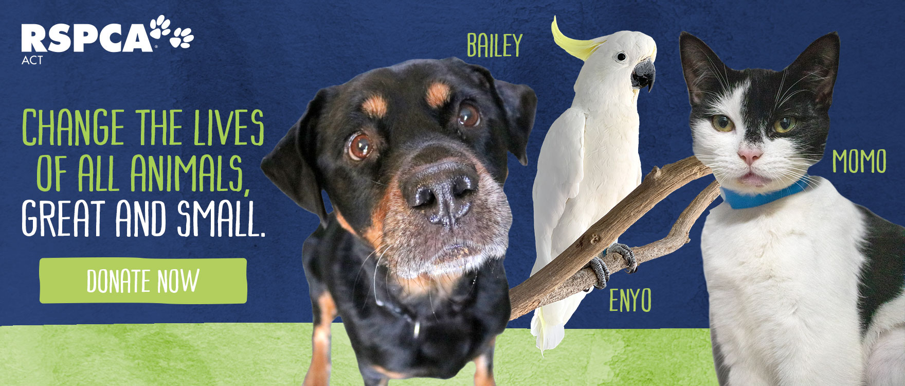 Help animals like Bailey, Momo & Enyo