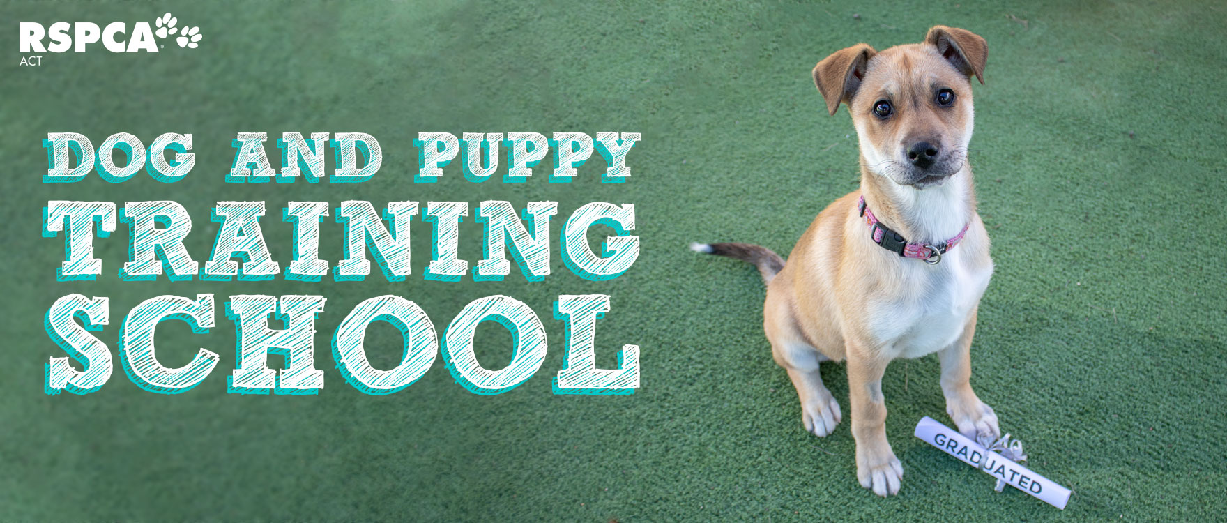 Dog and Puppy Training School