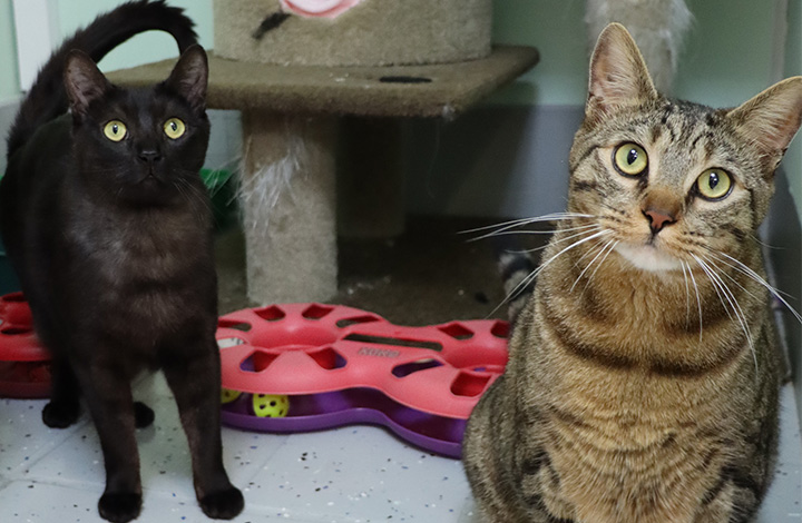 Tommy and Gucci are looking for their fur-ever home
