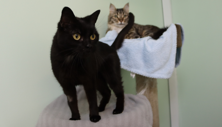 Cleo & Ronnie is looking for their fur-ever home