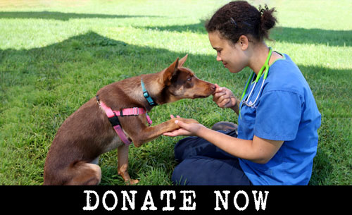 Donate to help animals like Eli