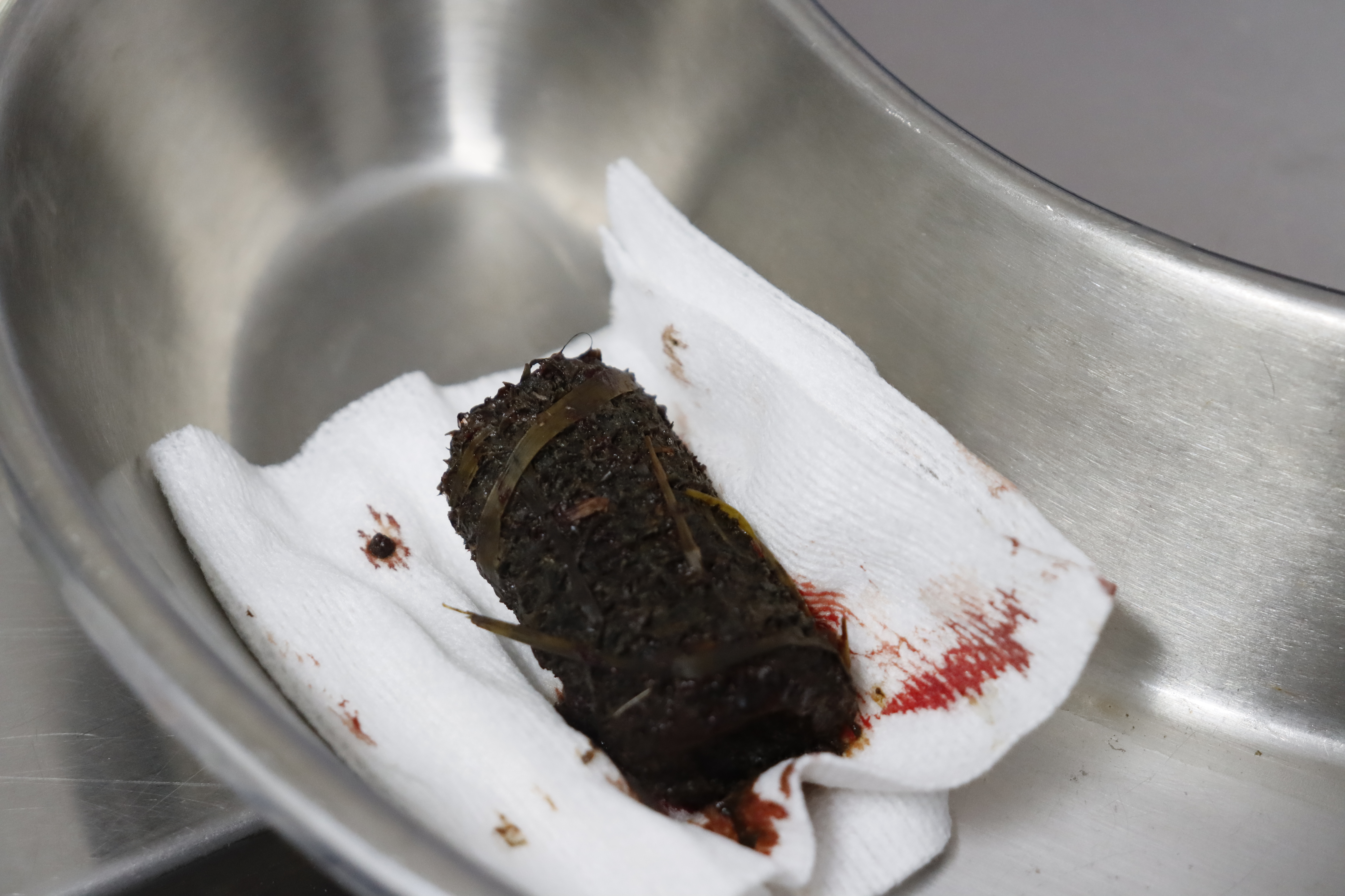 Black corn cob piece in surgical bowl with small drops of blood surrounding, just removed from a dog's intestine.