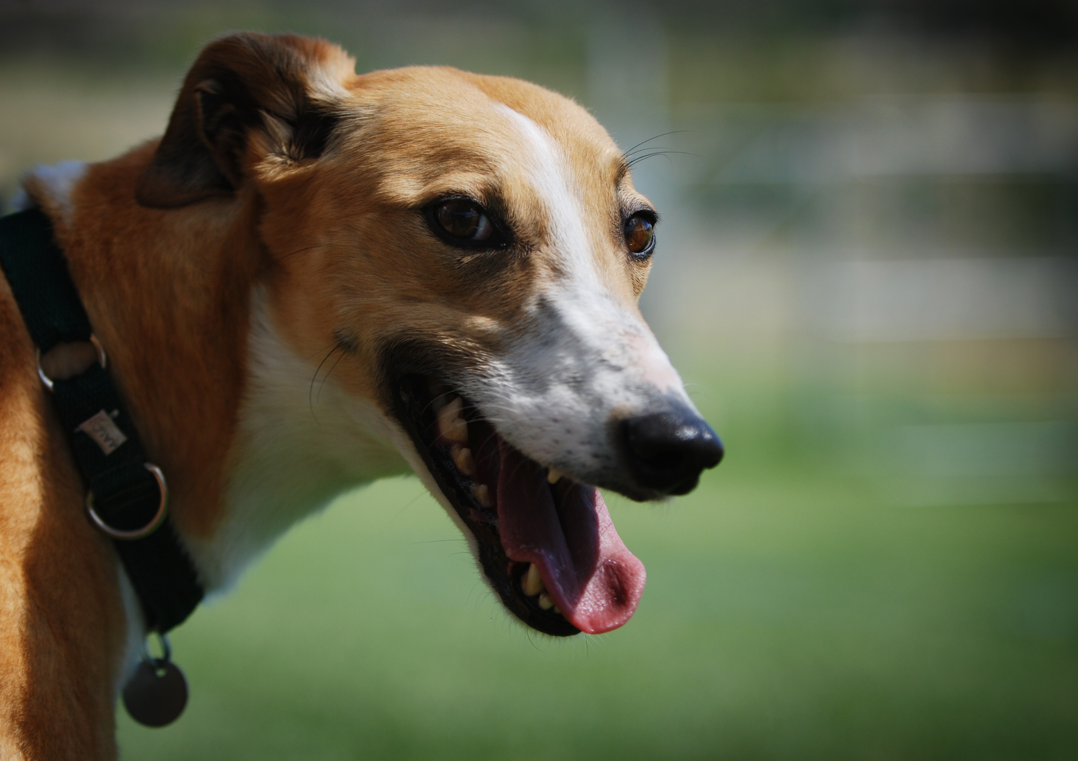 ACT Greyhound Muzzle Law Repealed 