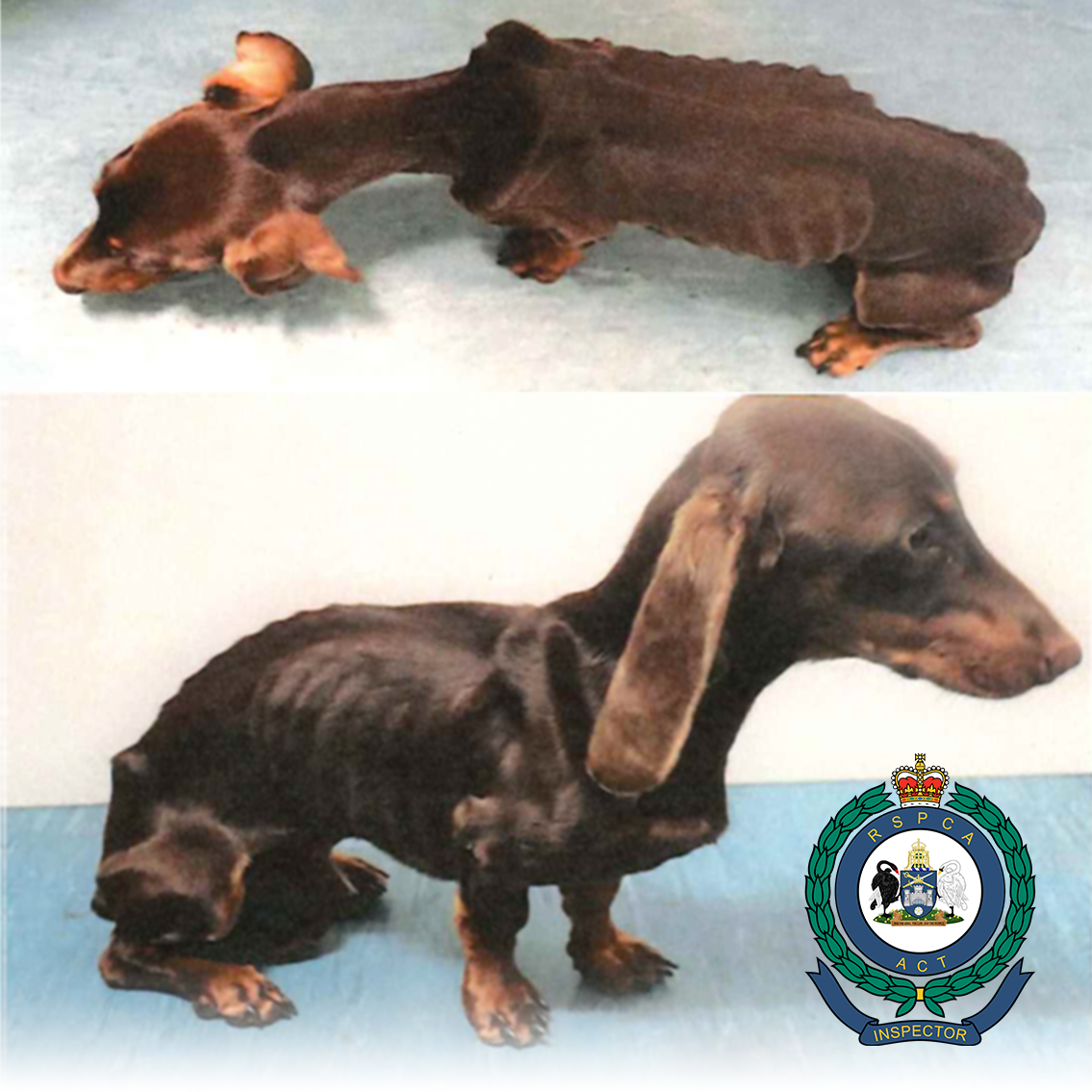photograph of a tiny brown dachshund with ribcage and spine quite visible through the animals skin
