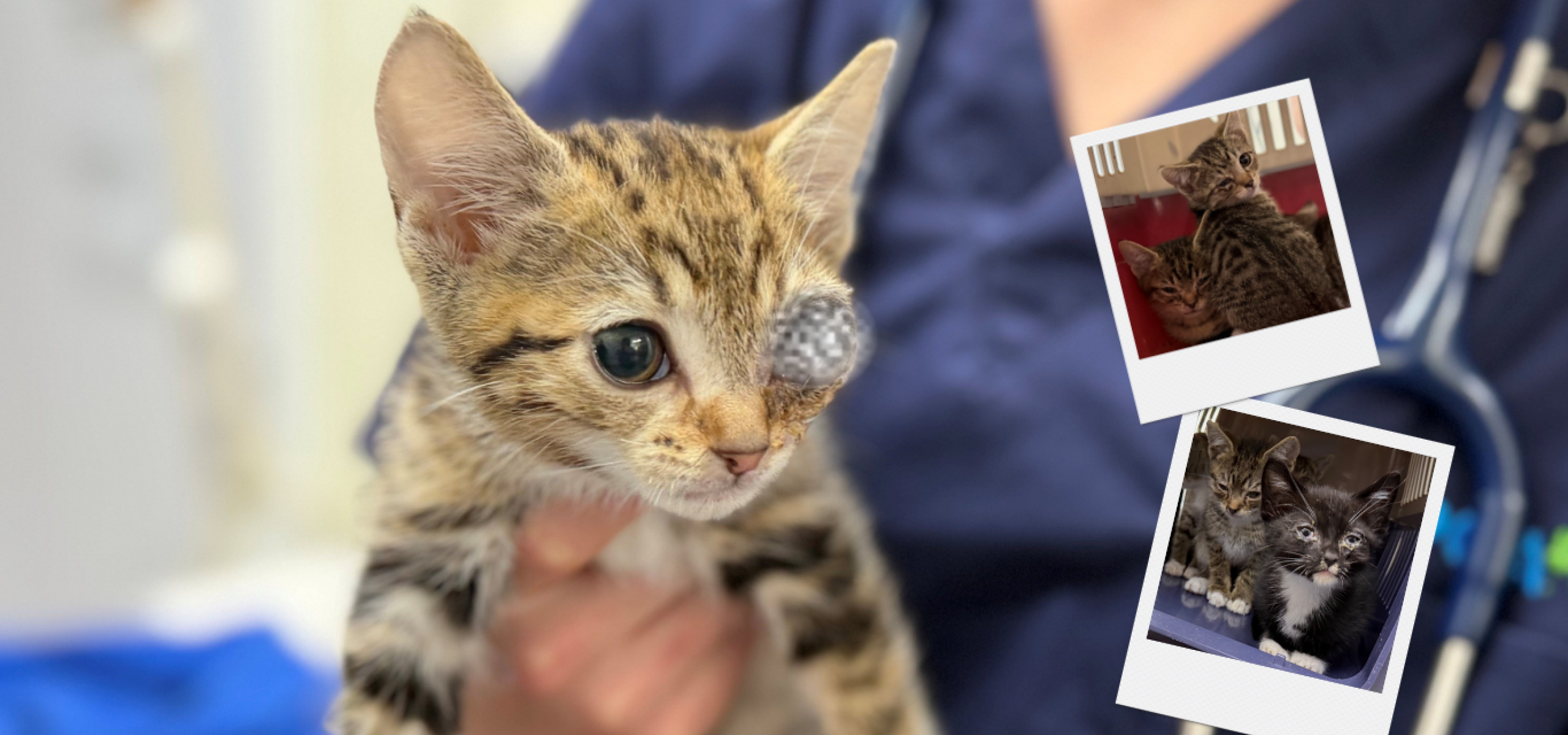 Tabby kitten with injured eye