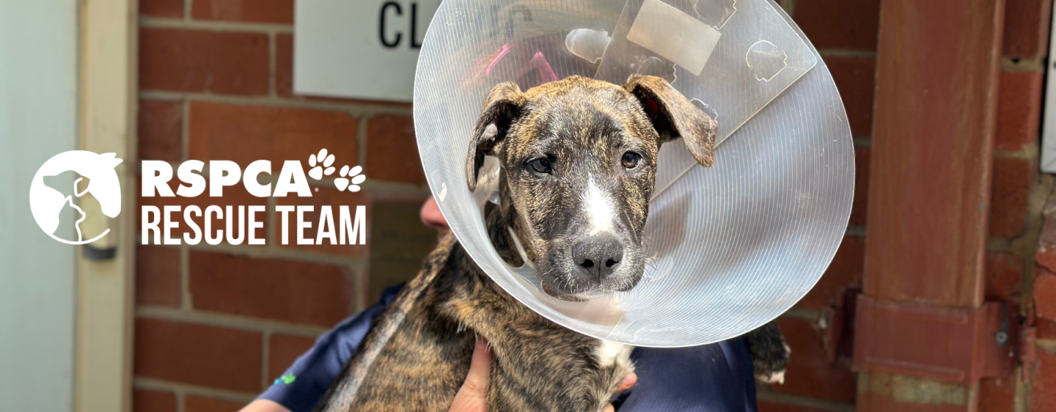 Injured puppy with cone