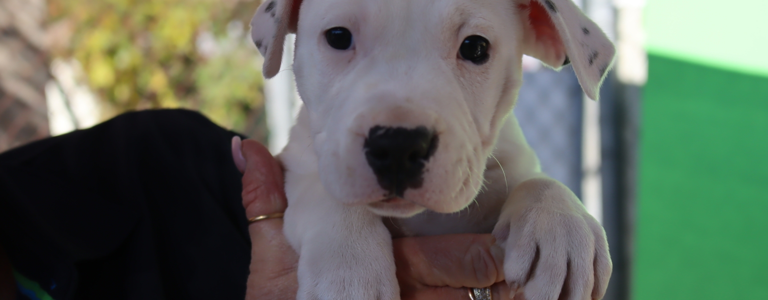 pup