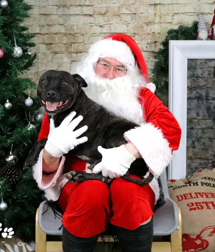 Dog with Santa