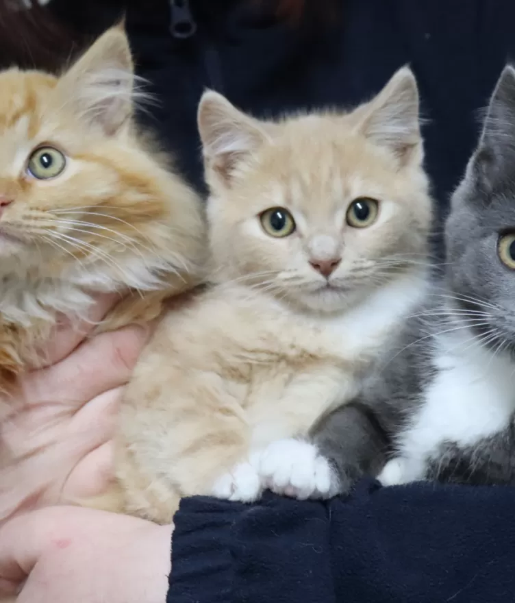 3 kittens