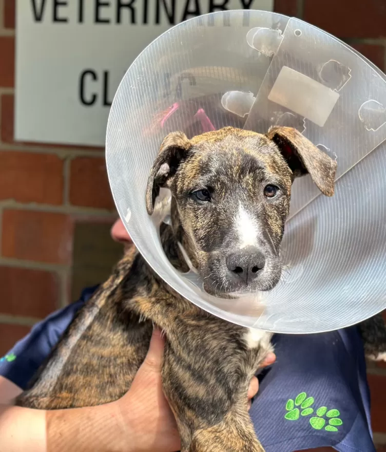 Injured puppy with cone