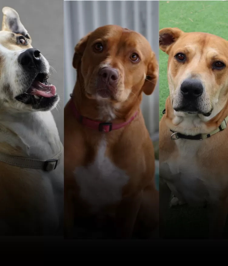 dogs