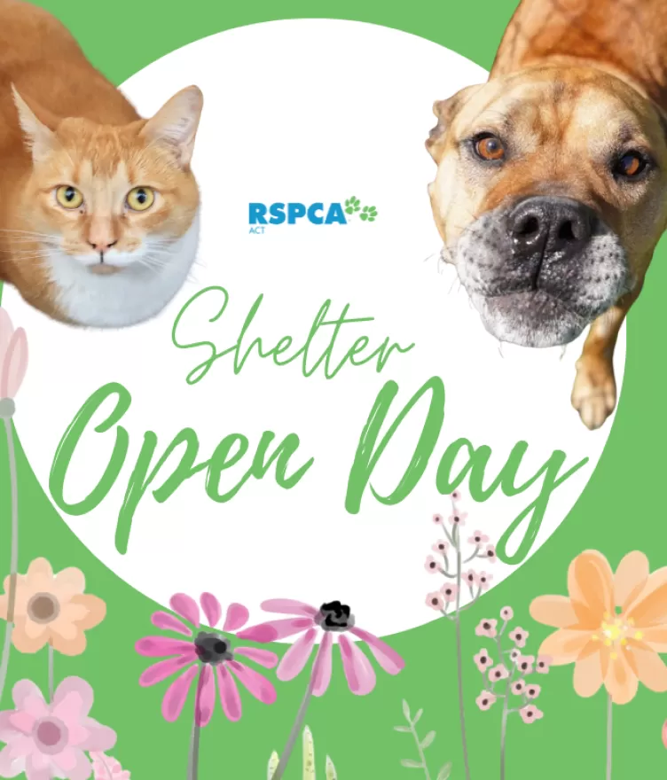 open day