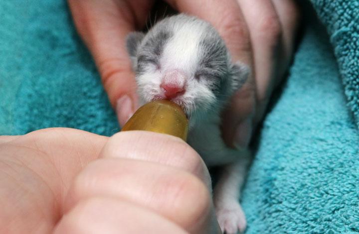 Baby Kitten being bottle fed