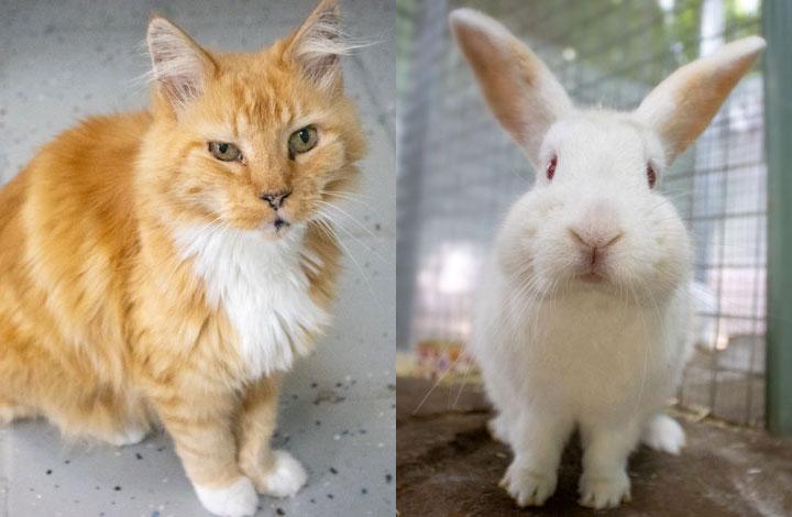 Ginger is a orange cat and Marshmallow is a white rabbit