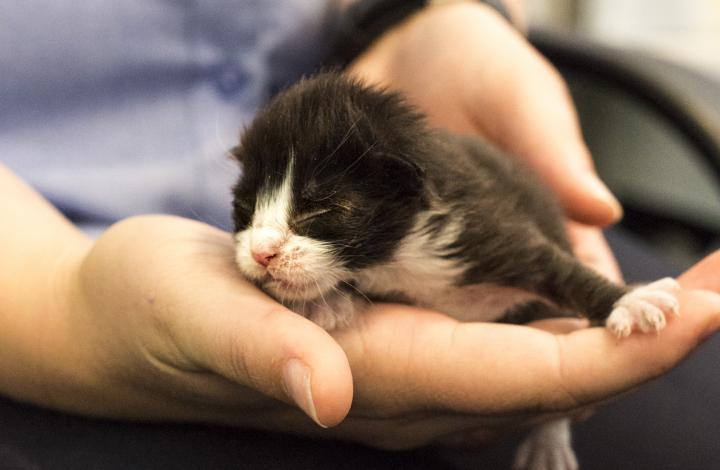RSPCA Staff member holds Hope the kitten a 3 day old kitten found in a storm water drain