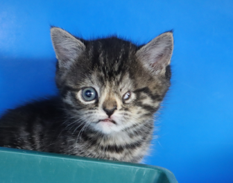 Tabby kitten with injured eye