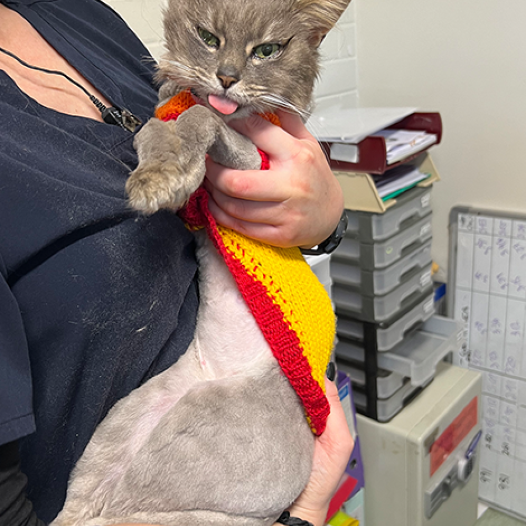 matted cat