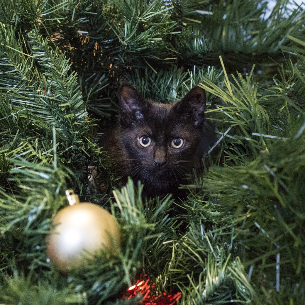 Kitten under tree