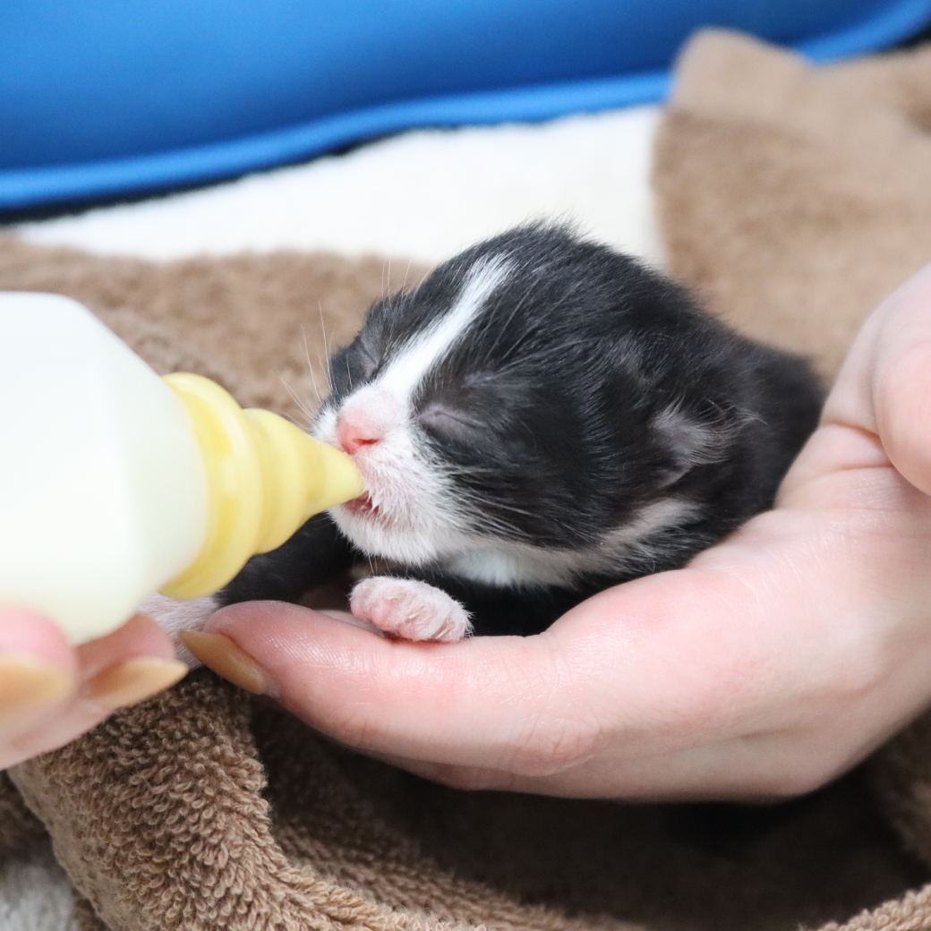 kitten with milk bottle