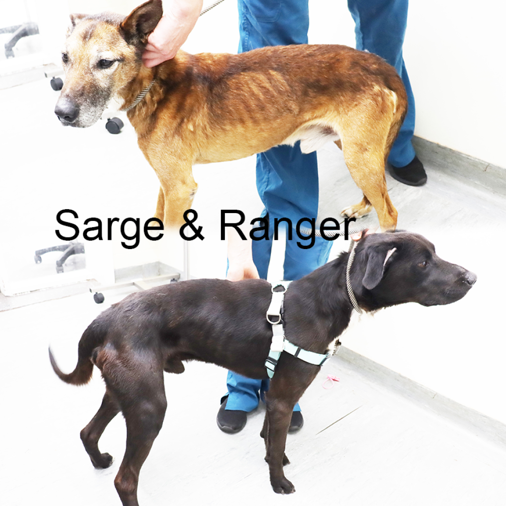 serge and ranger