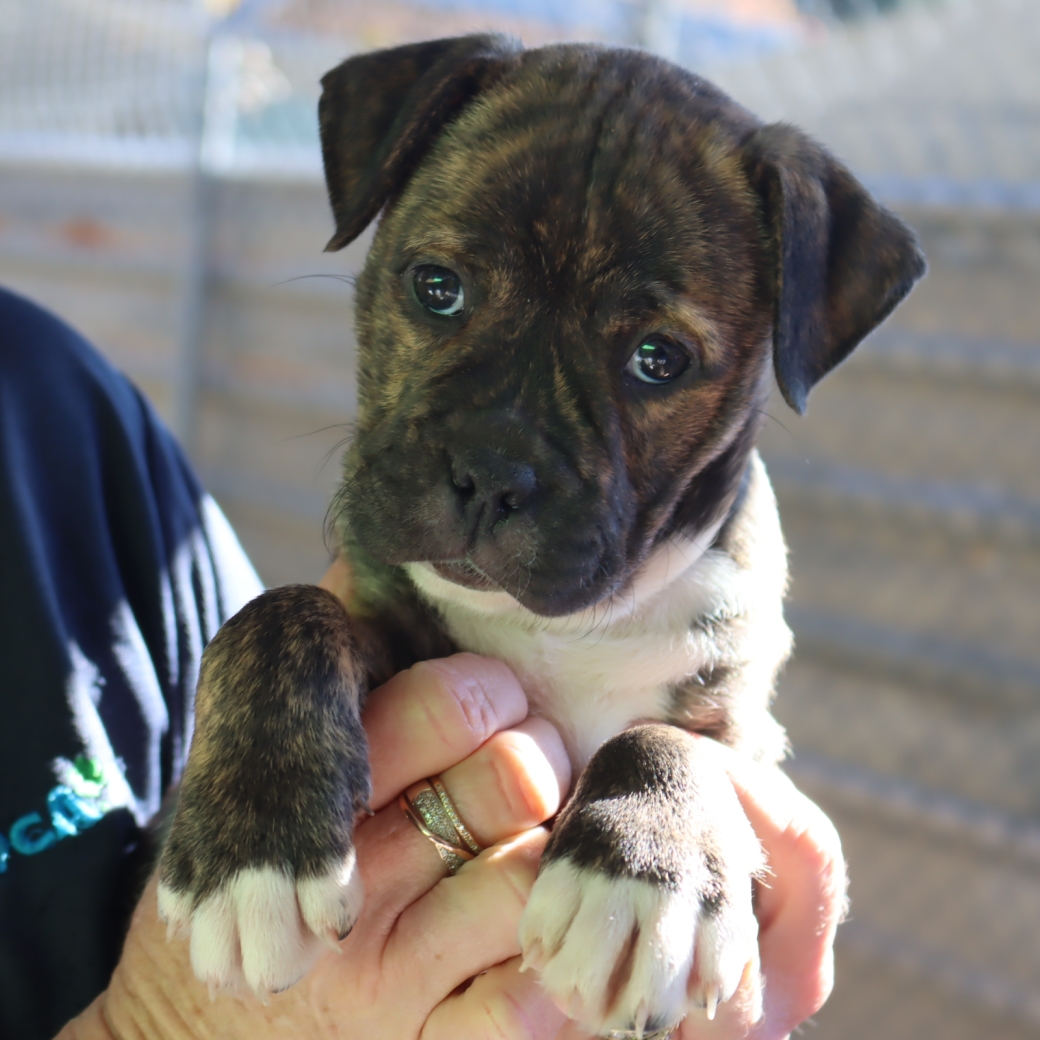 pup2