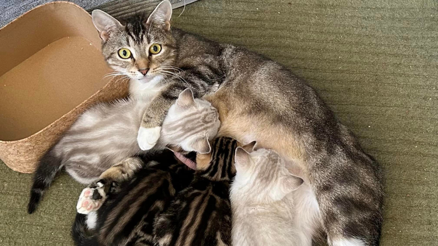 Mum and kittens