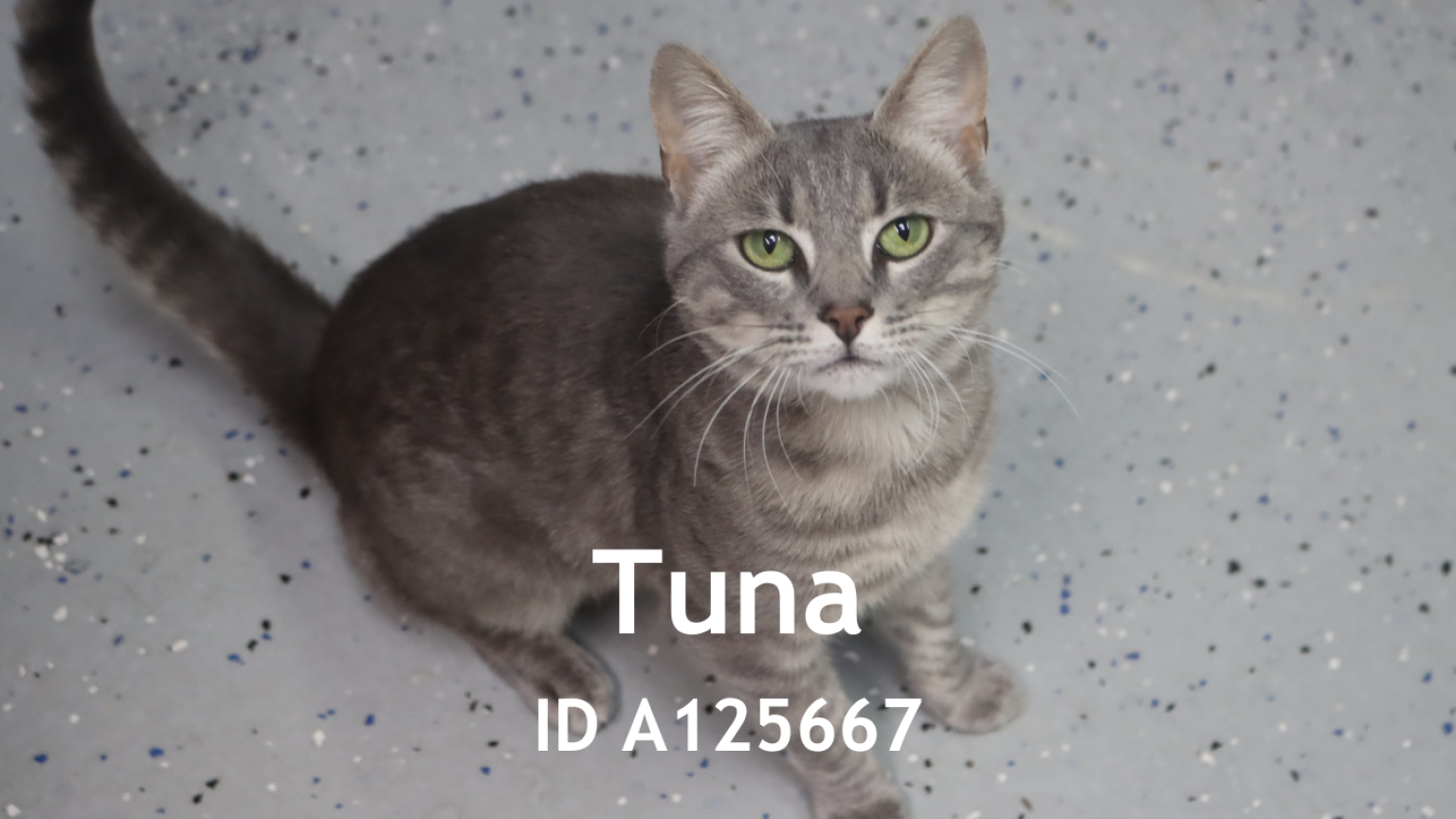 Tuna