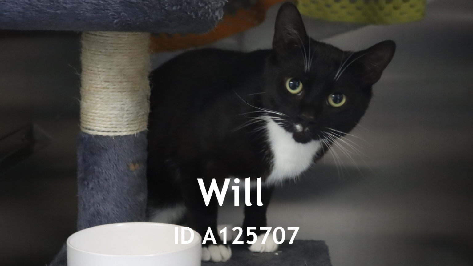 Will ID A125707