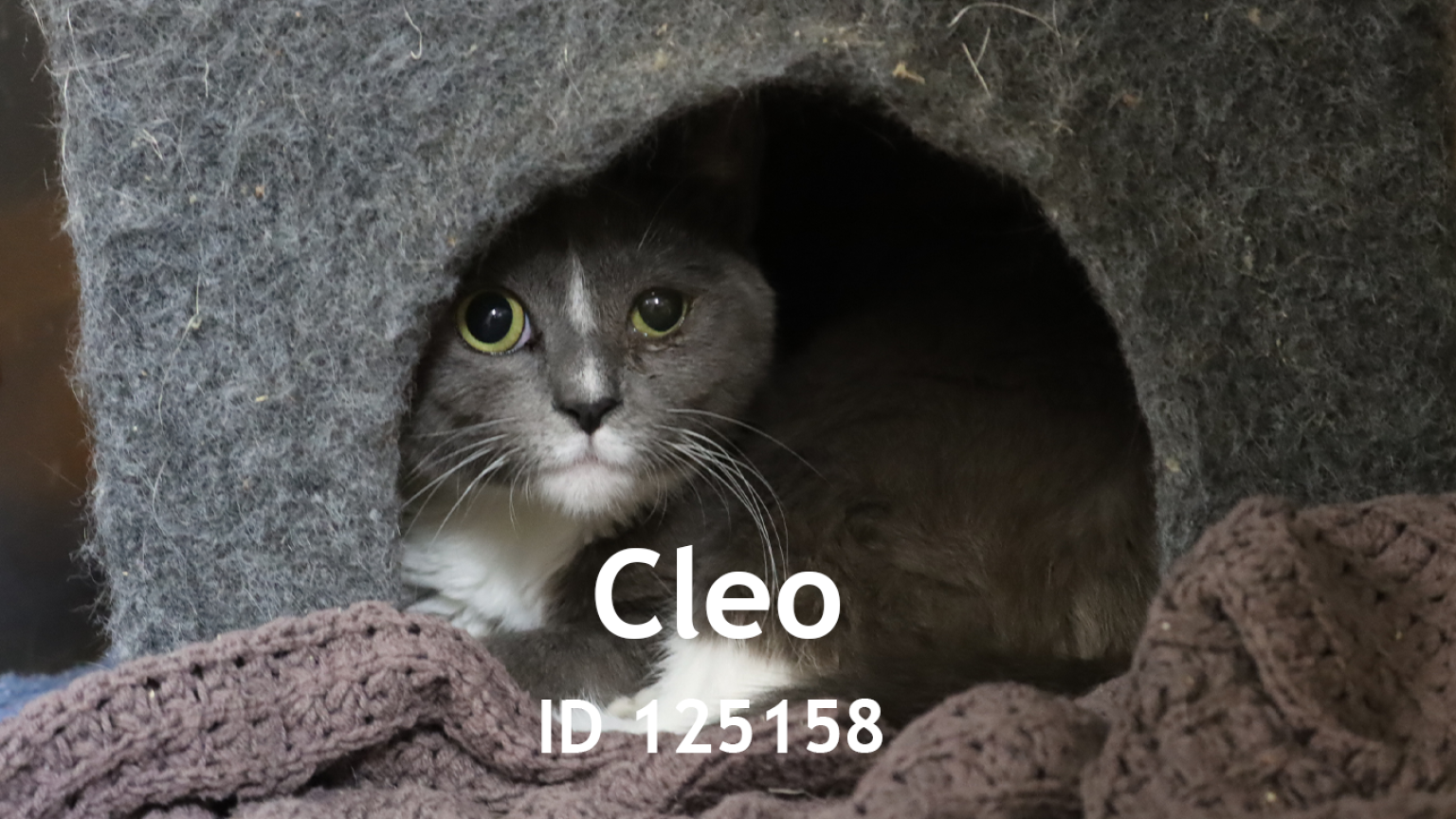 cleo