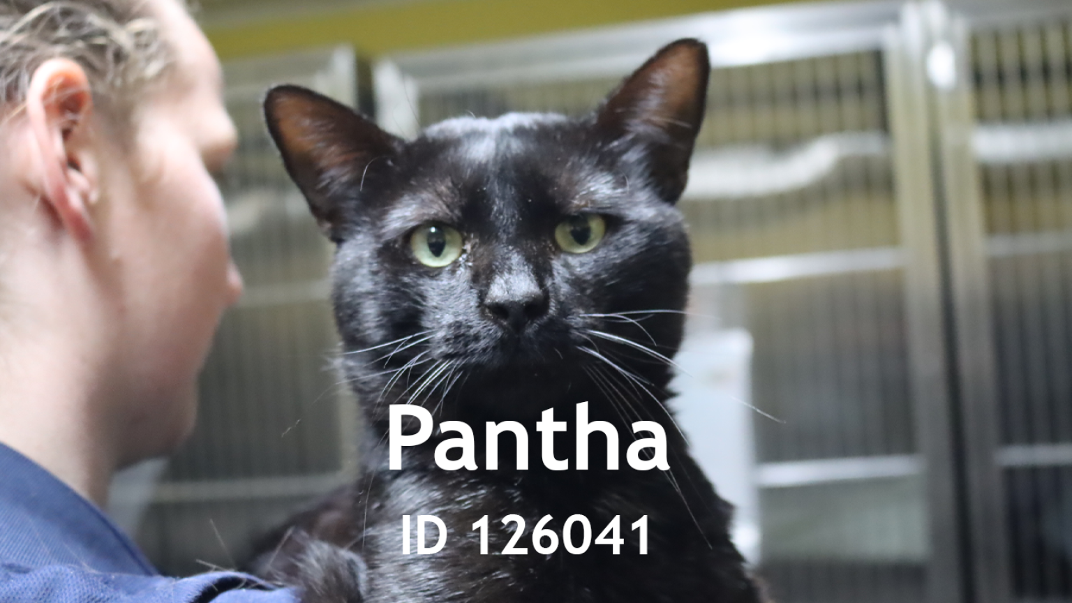 pantha