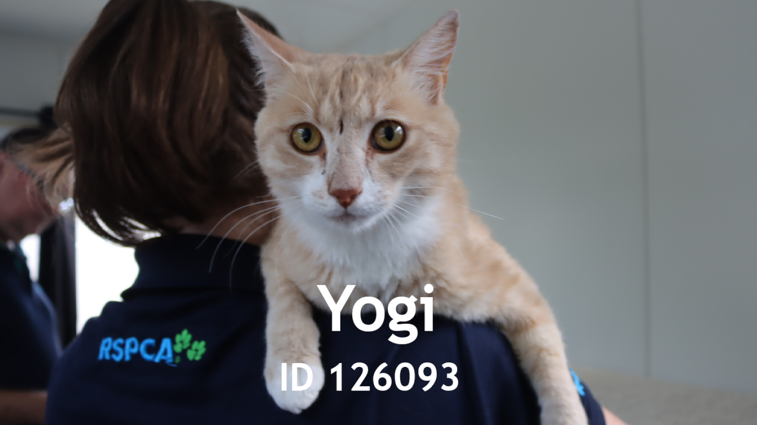 yogi