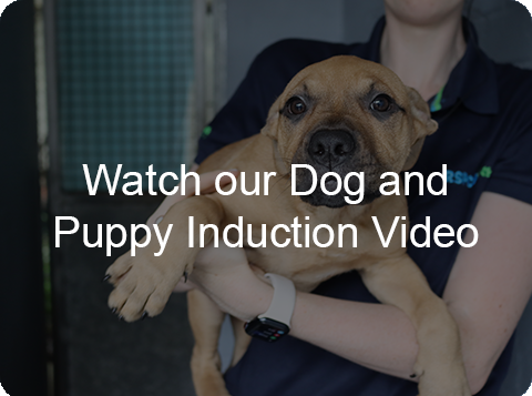 watch induction video