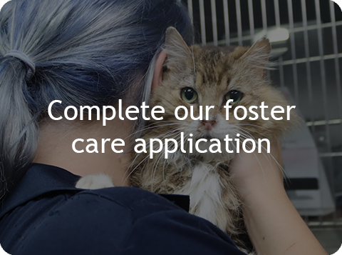 Complete our Foster Care Application