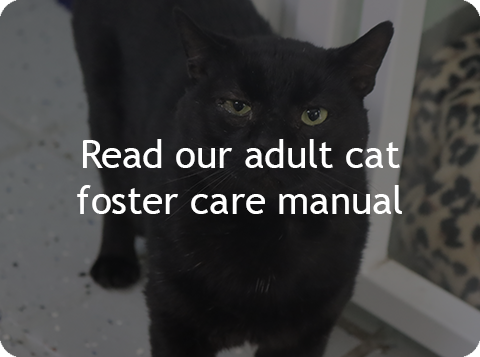 Read the dog foster care manual