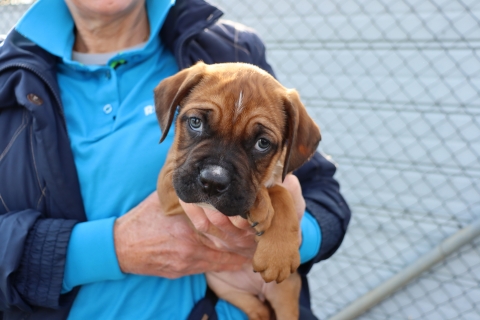 Puppy1