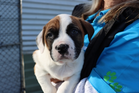 Puppy2