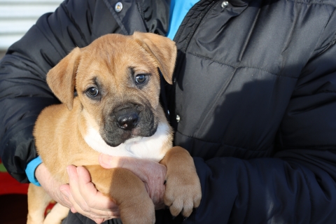 Puppy3