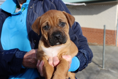 Puppy4