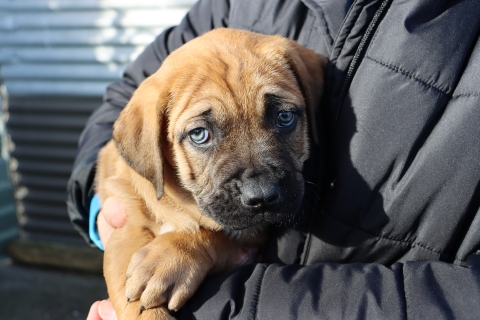 Pupp5