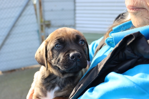 pupp6