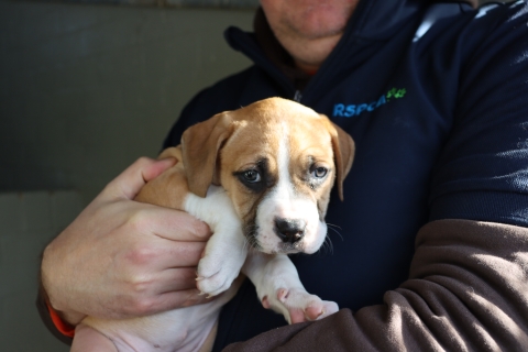 PUPPY7