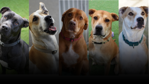 dogs