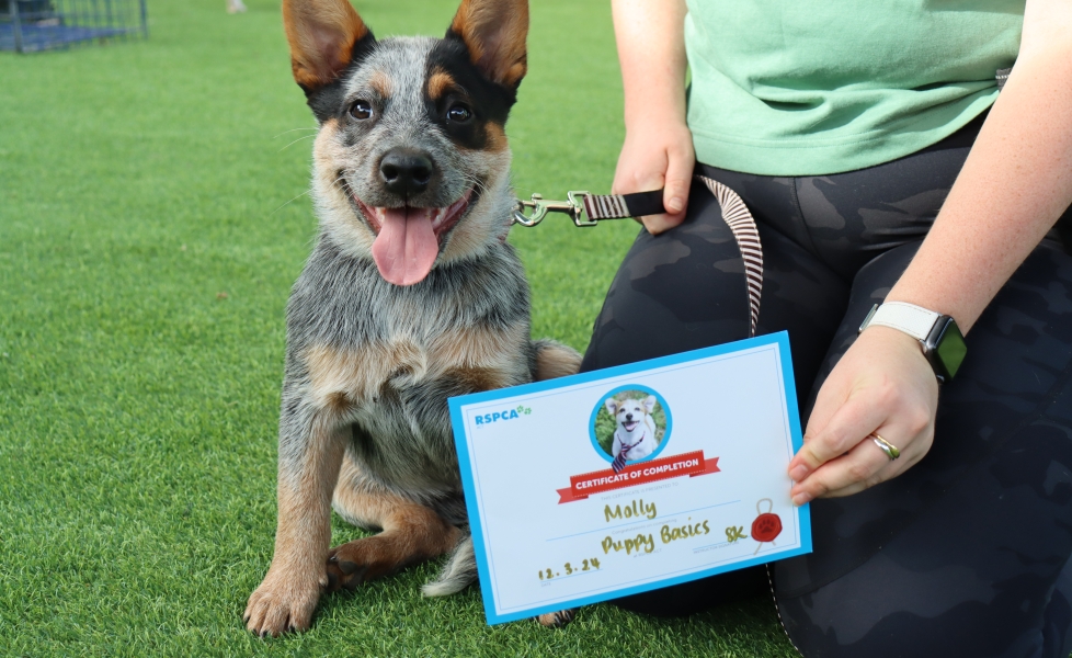 Puppy and dog training school