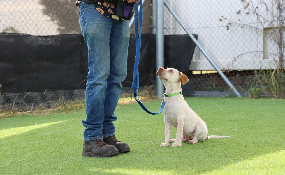 Puppy Basics Course