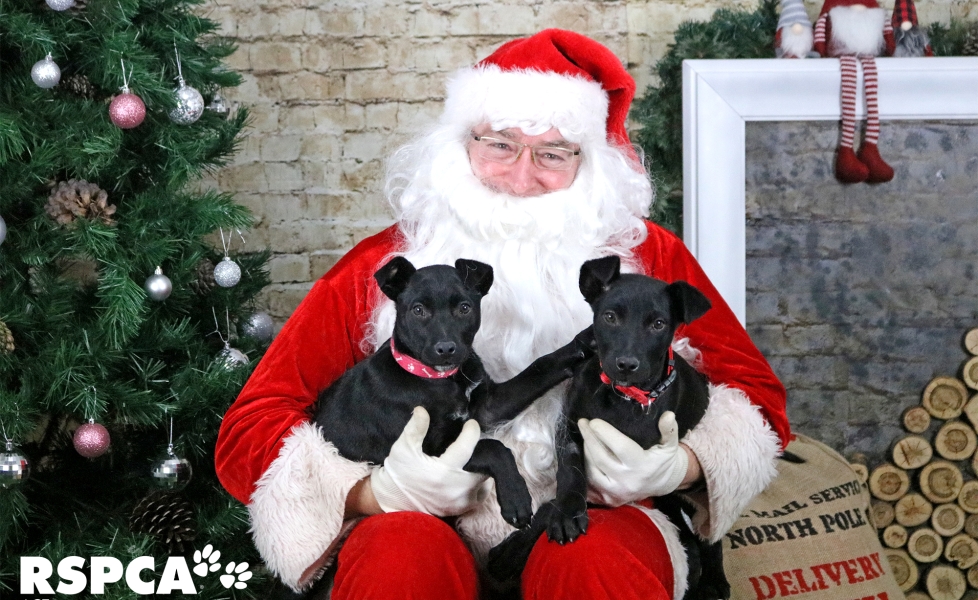 Santa and pups